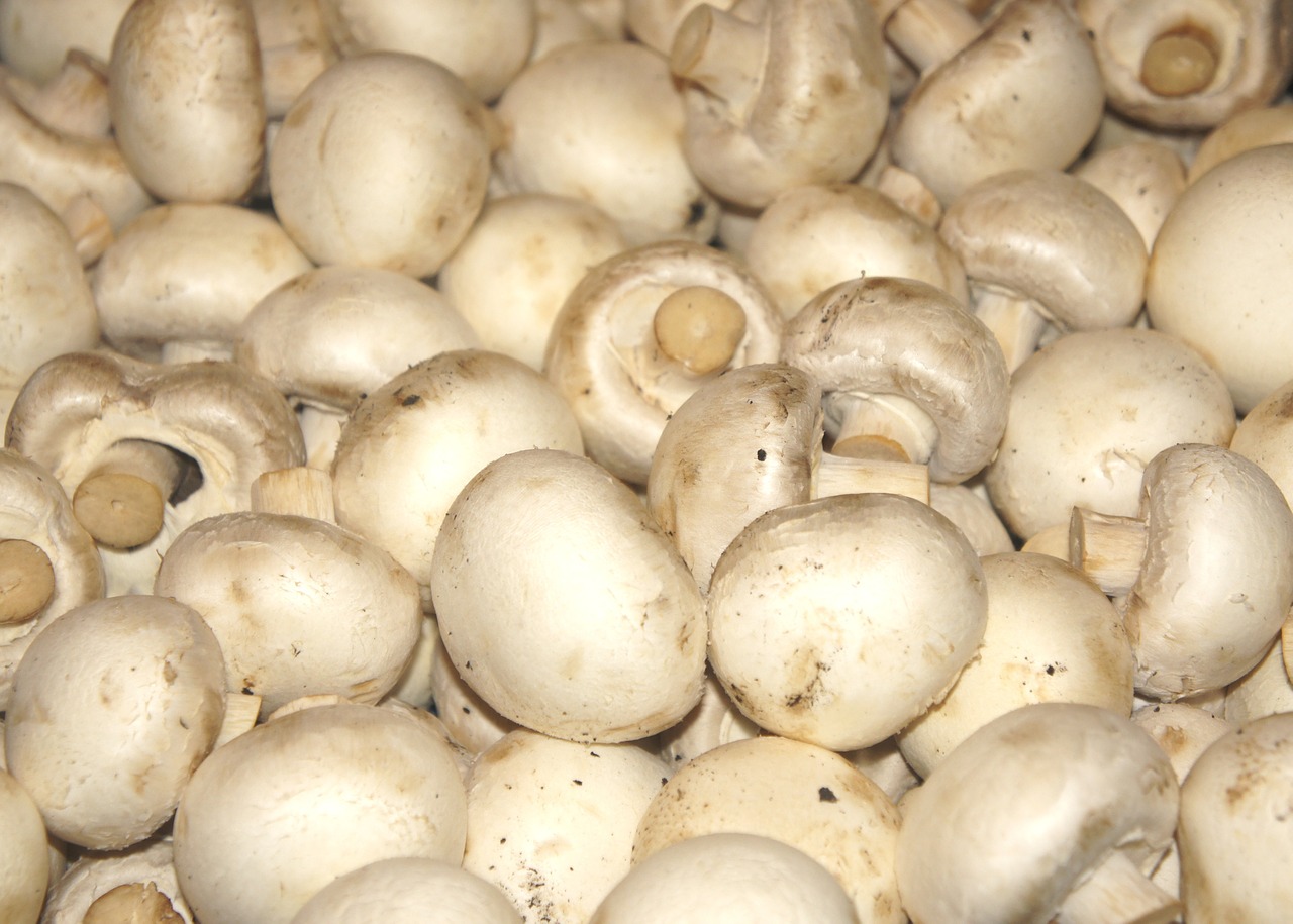 mushroom vegetables health free photo