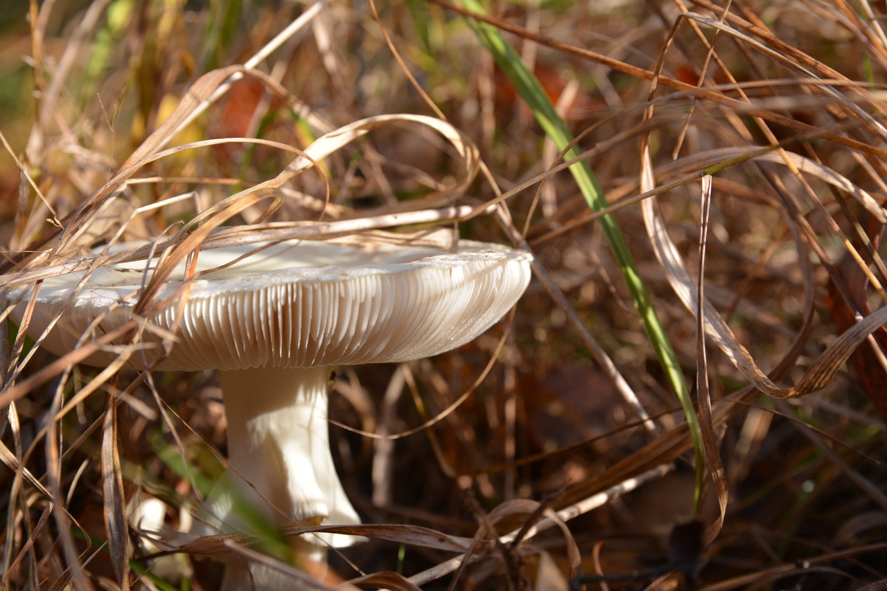mushroom grass an understory free photo