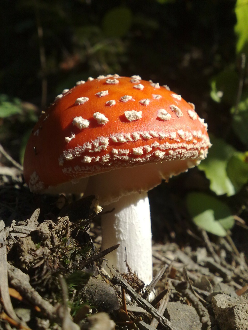 mushroom red white free photo