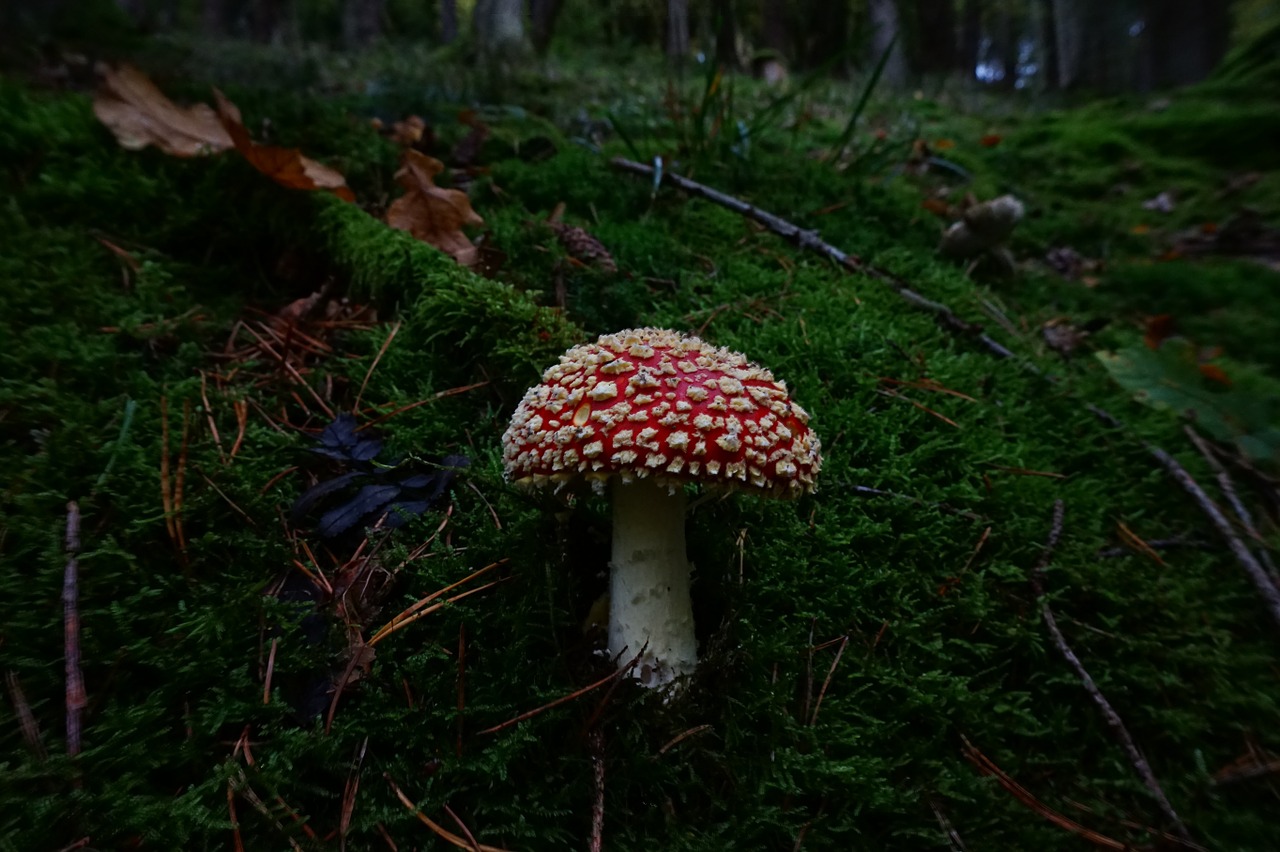 fly agaric mushroom toxic free photo