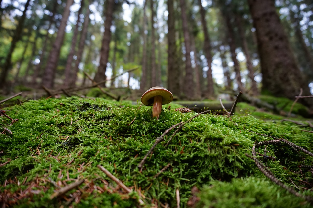 mushroom forest moss free photo
