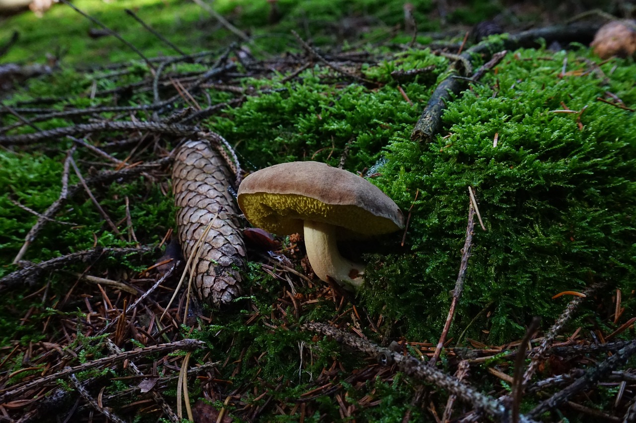 mushroom forest pine cones free photo