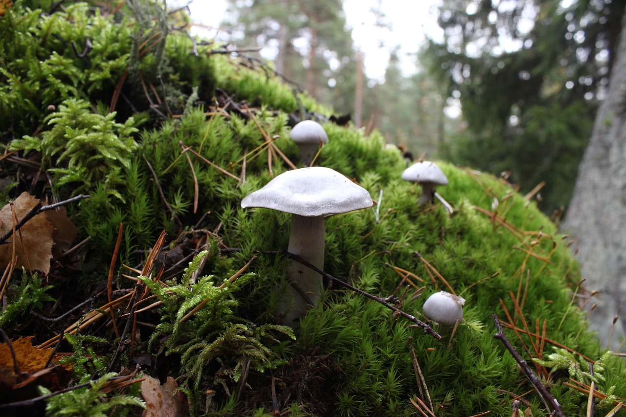 mushroom lawn white free photo