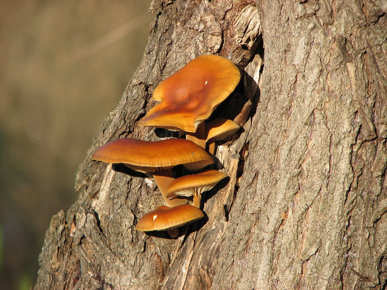 mushroom wood nature free photo