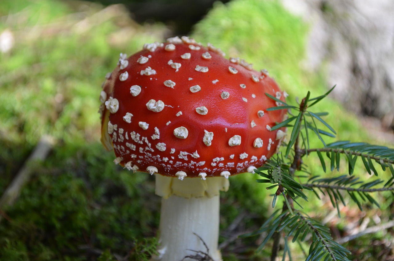 mushroom fly agaric red free photo