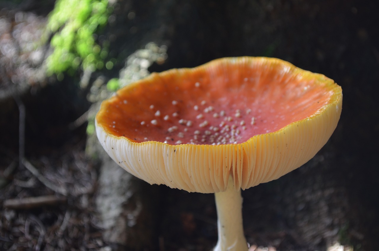 mushroom lamellar hat free photo