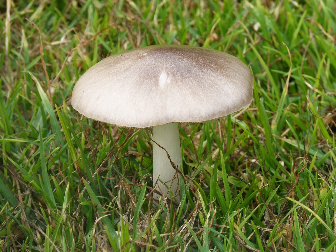 mushroom lawn fungi free photo