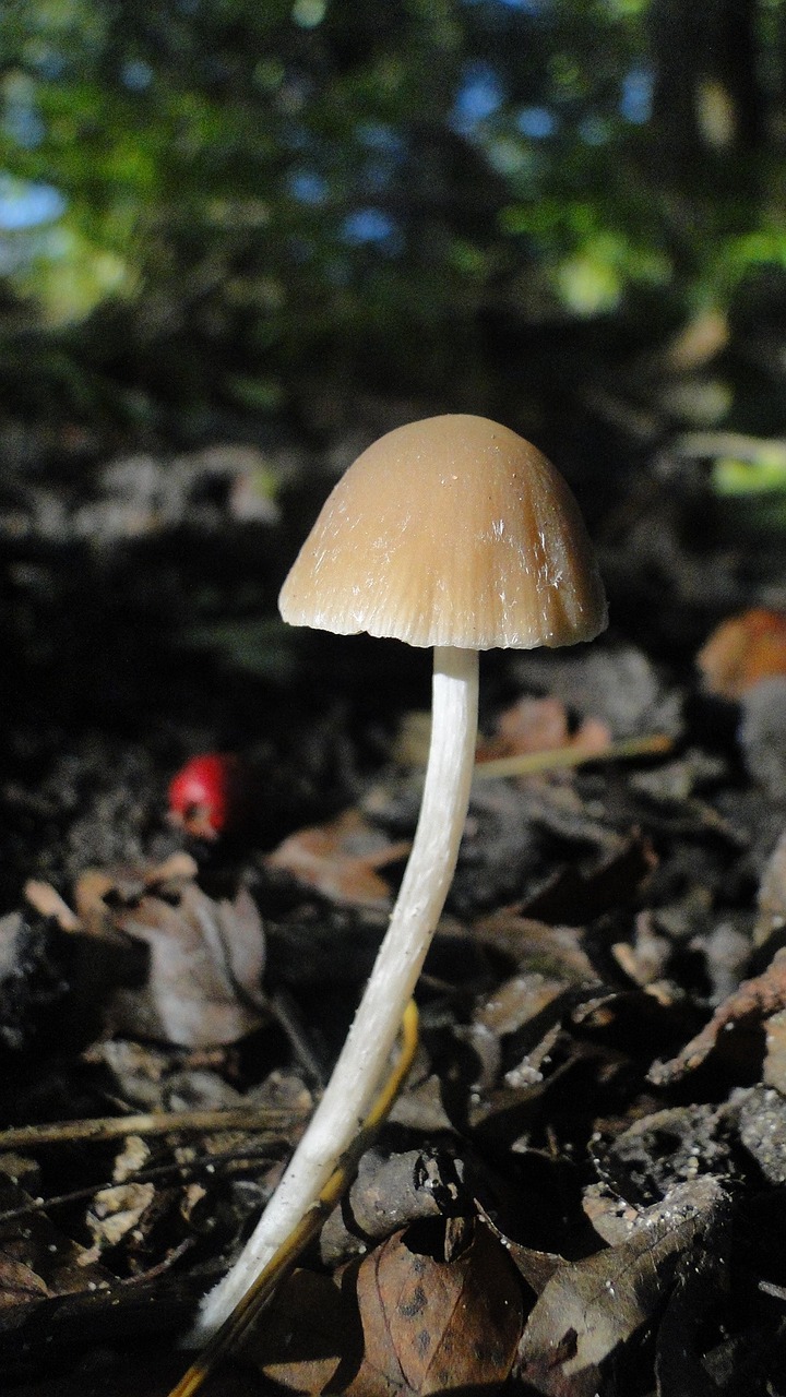 mushroom autumn forest land free photo