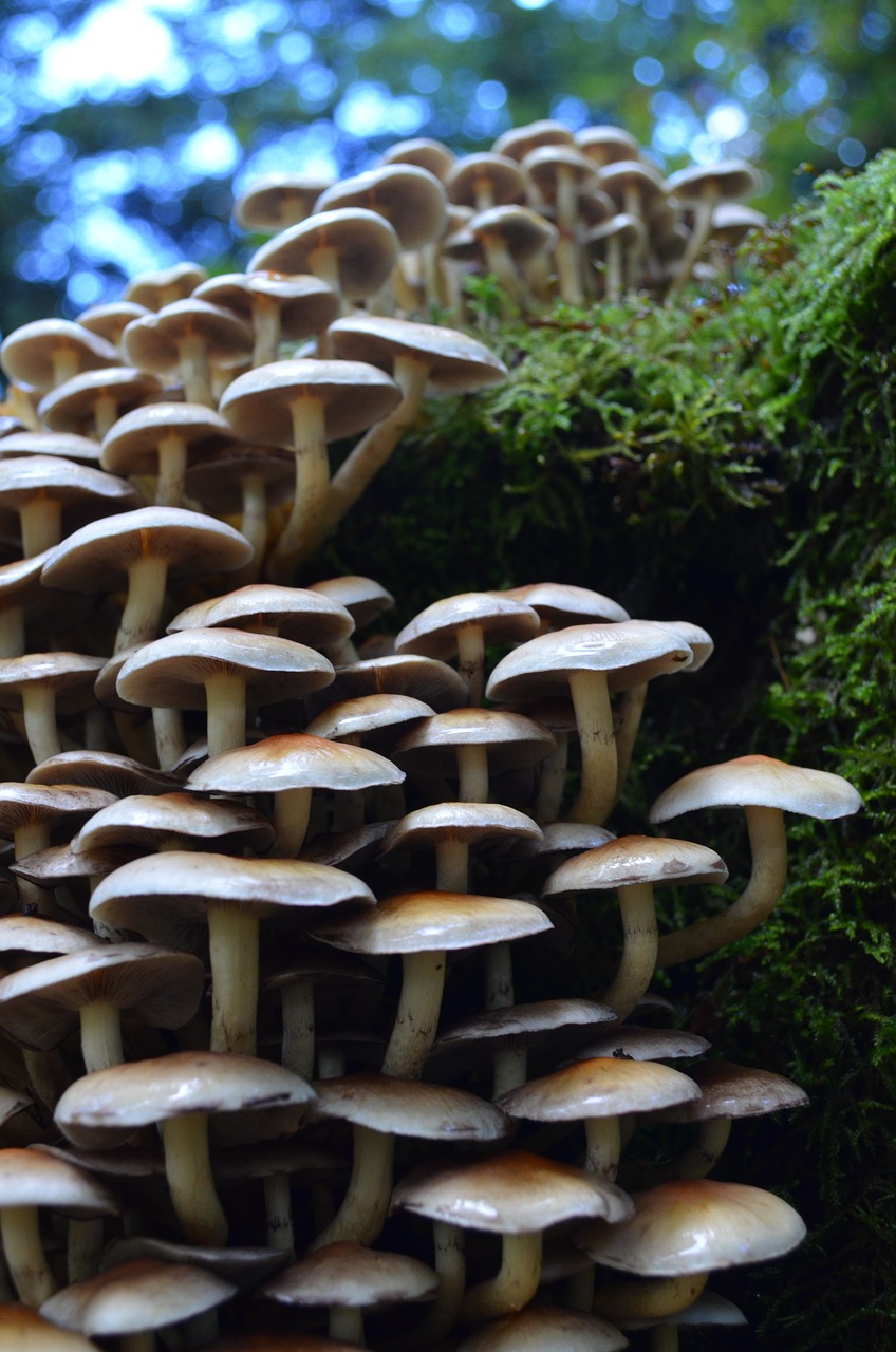 mushroom forest mushrooms autumn free photo