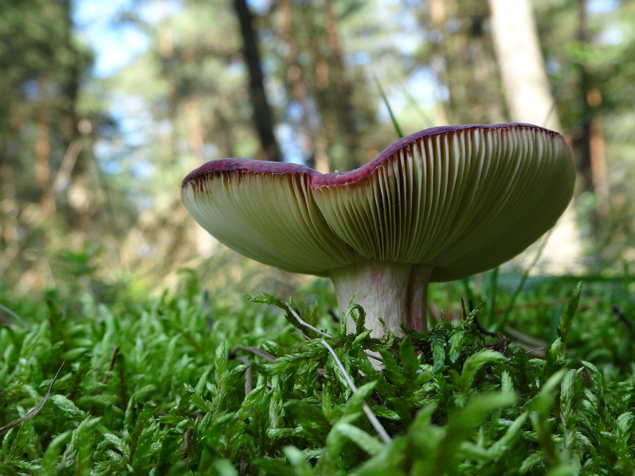 mushroom nature forest free photo