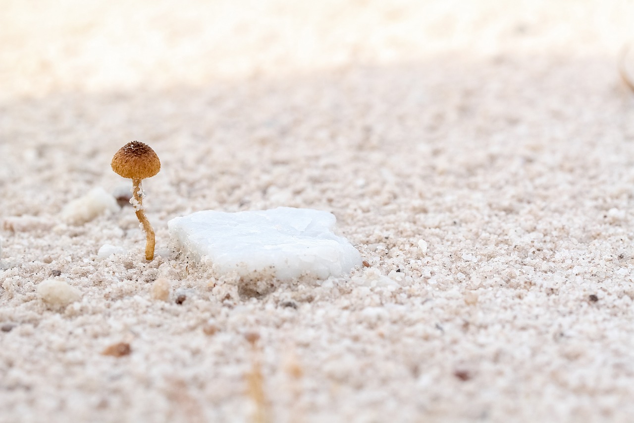 mushroom plant nature free photo