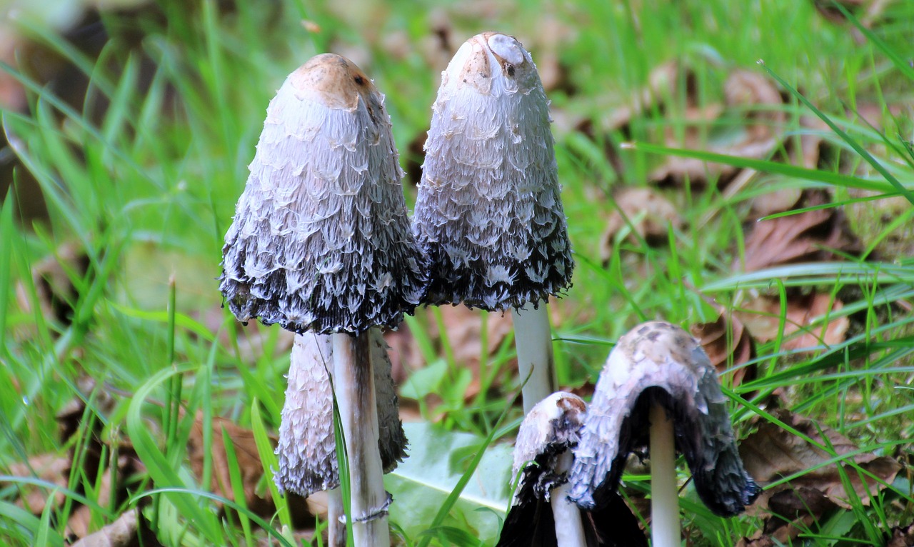 mushroom schopf comatus coprinus comatus free photo