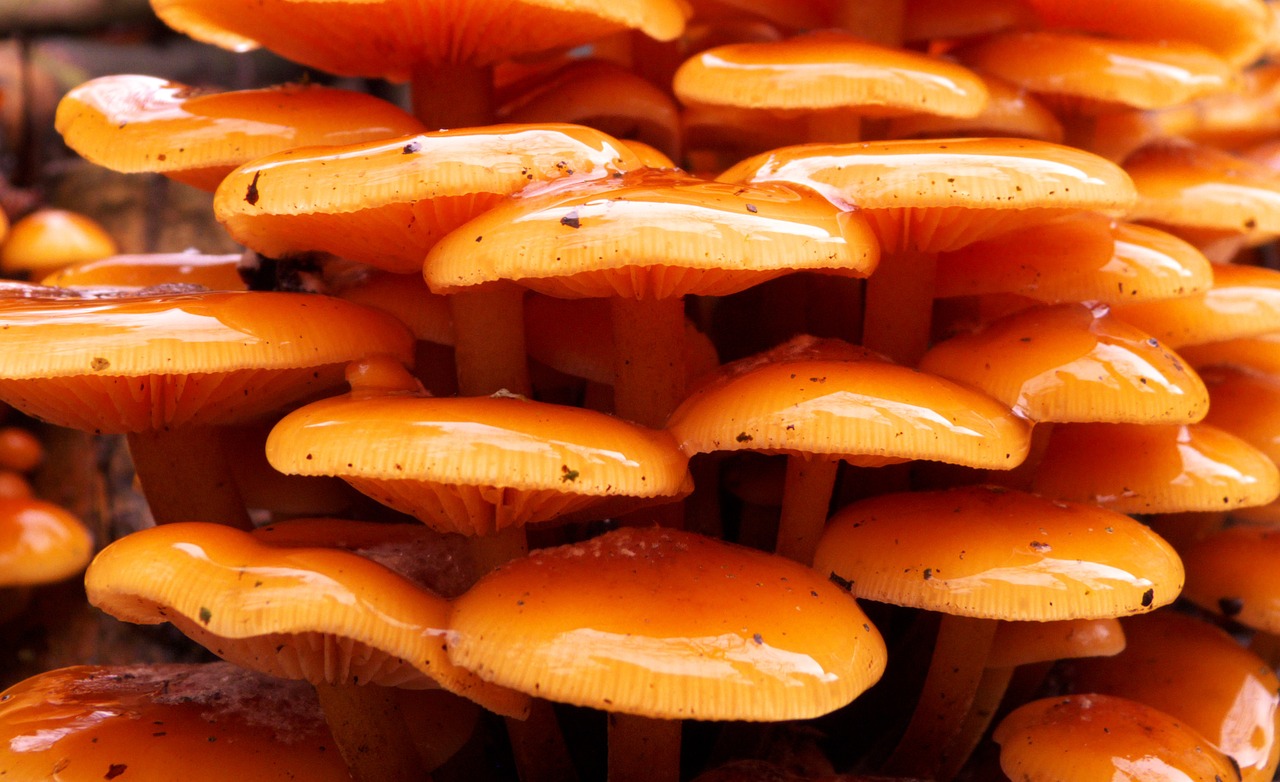 mushroom nature autumn free photo