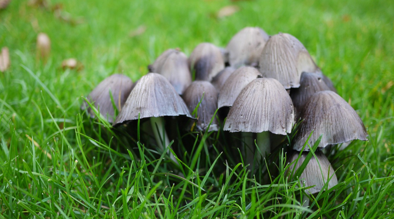 mushroom nature forest free photo