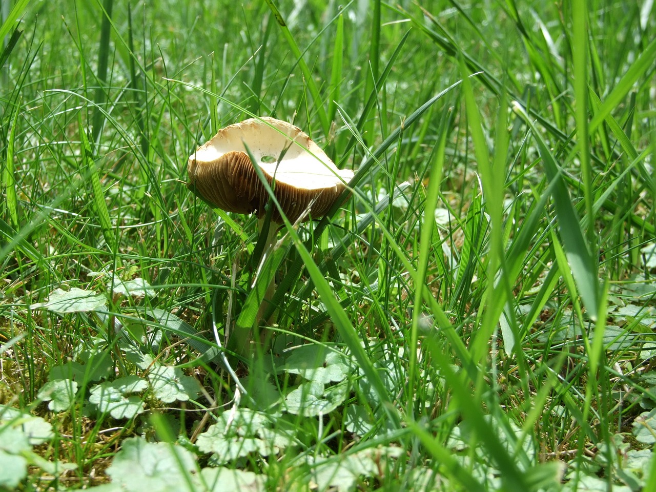 mushroom grass plant free photo