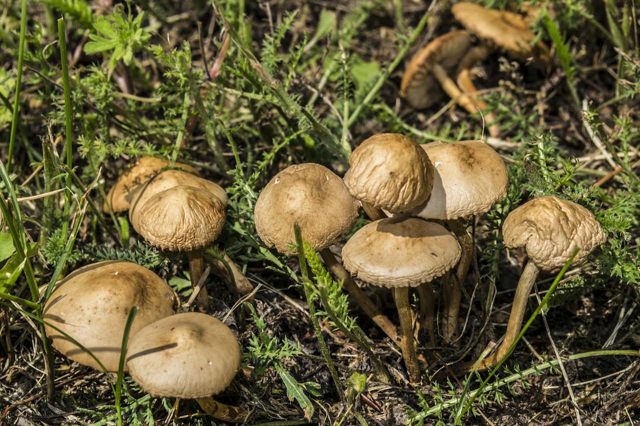 mushroom fungi brown free photo