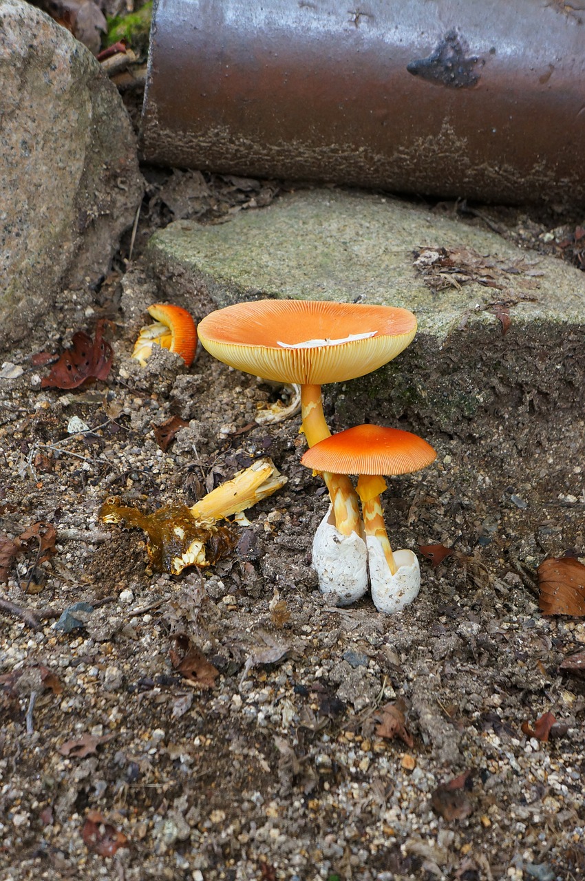 mushroom toadstool wild grass free photo