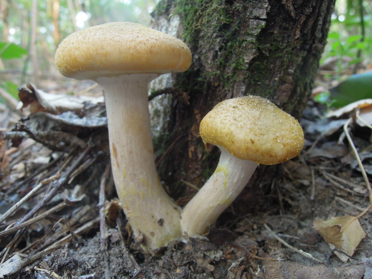 mushroom autumn forest free photo