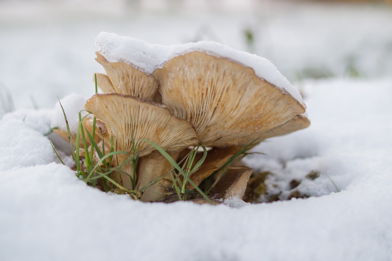 mushroom snow nature free photo