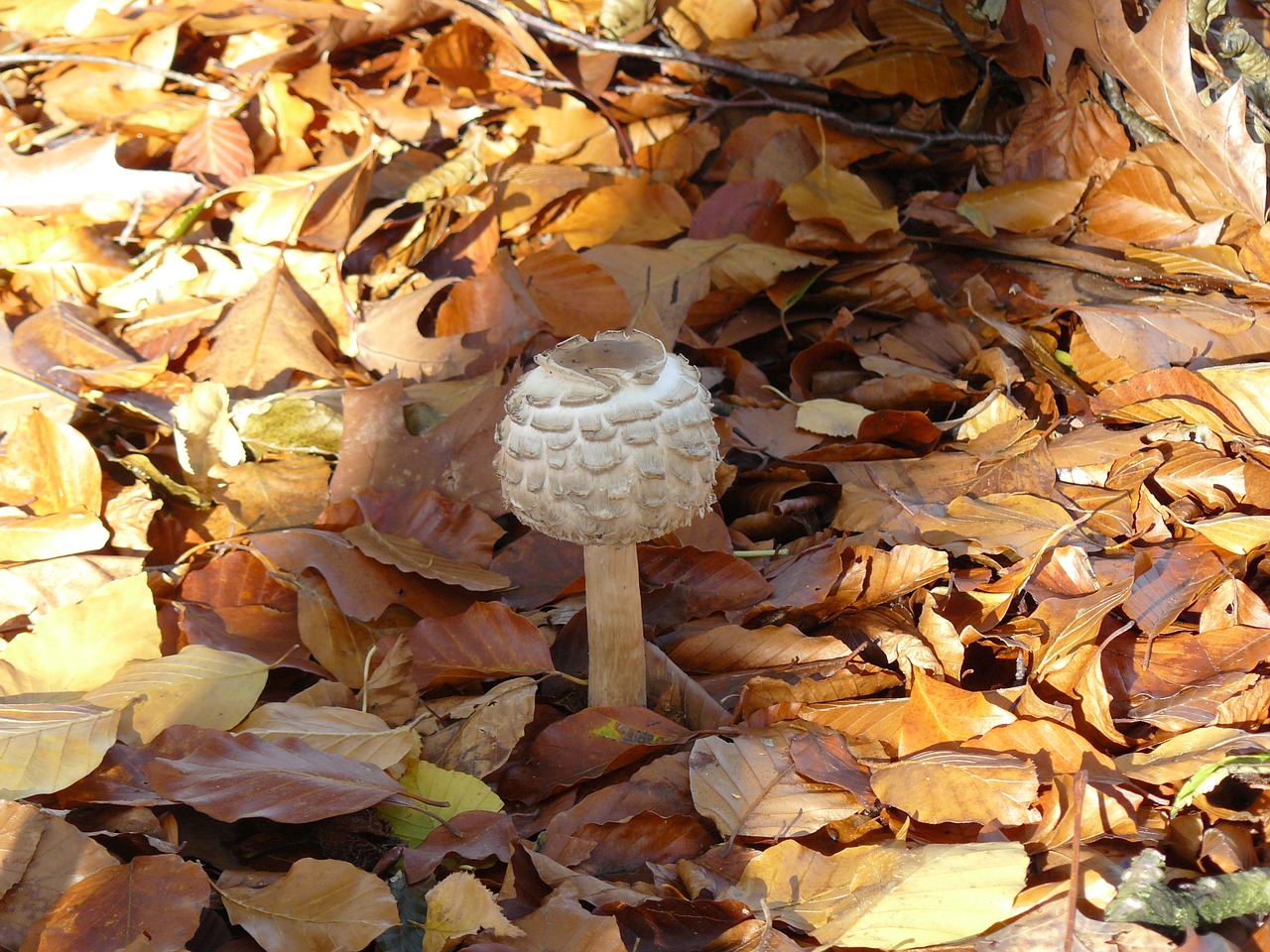 mushroom foraging autumn free photo