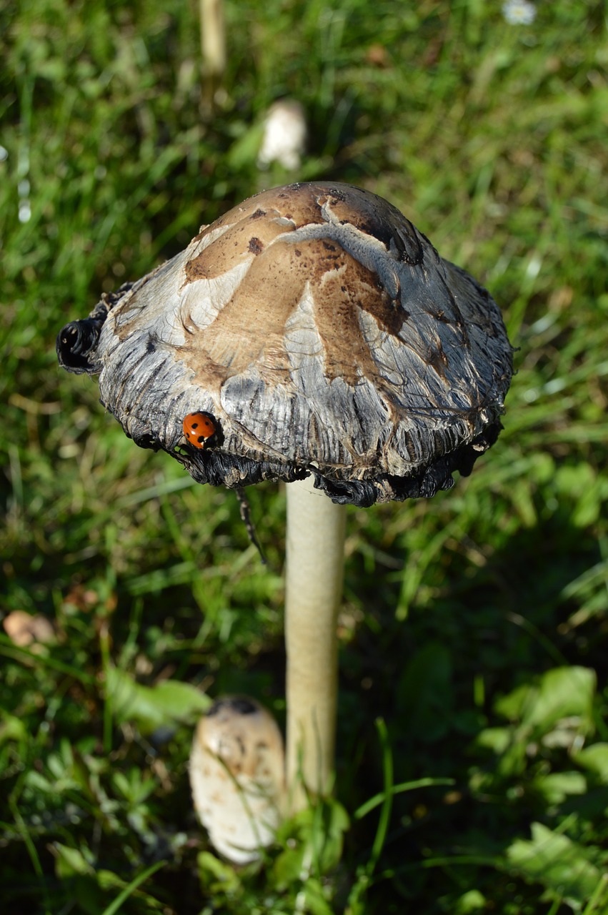 mushroom ladybug autumn free photo