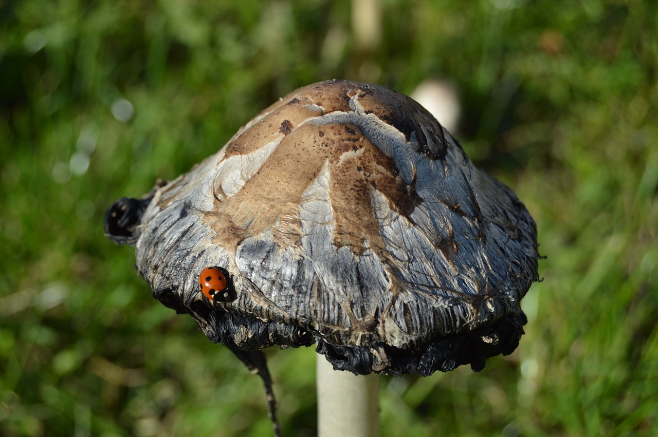 mushroom ladybug autumn free photo