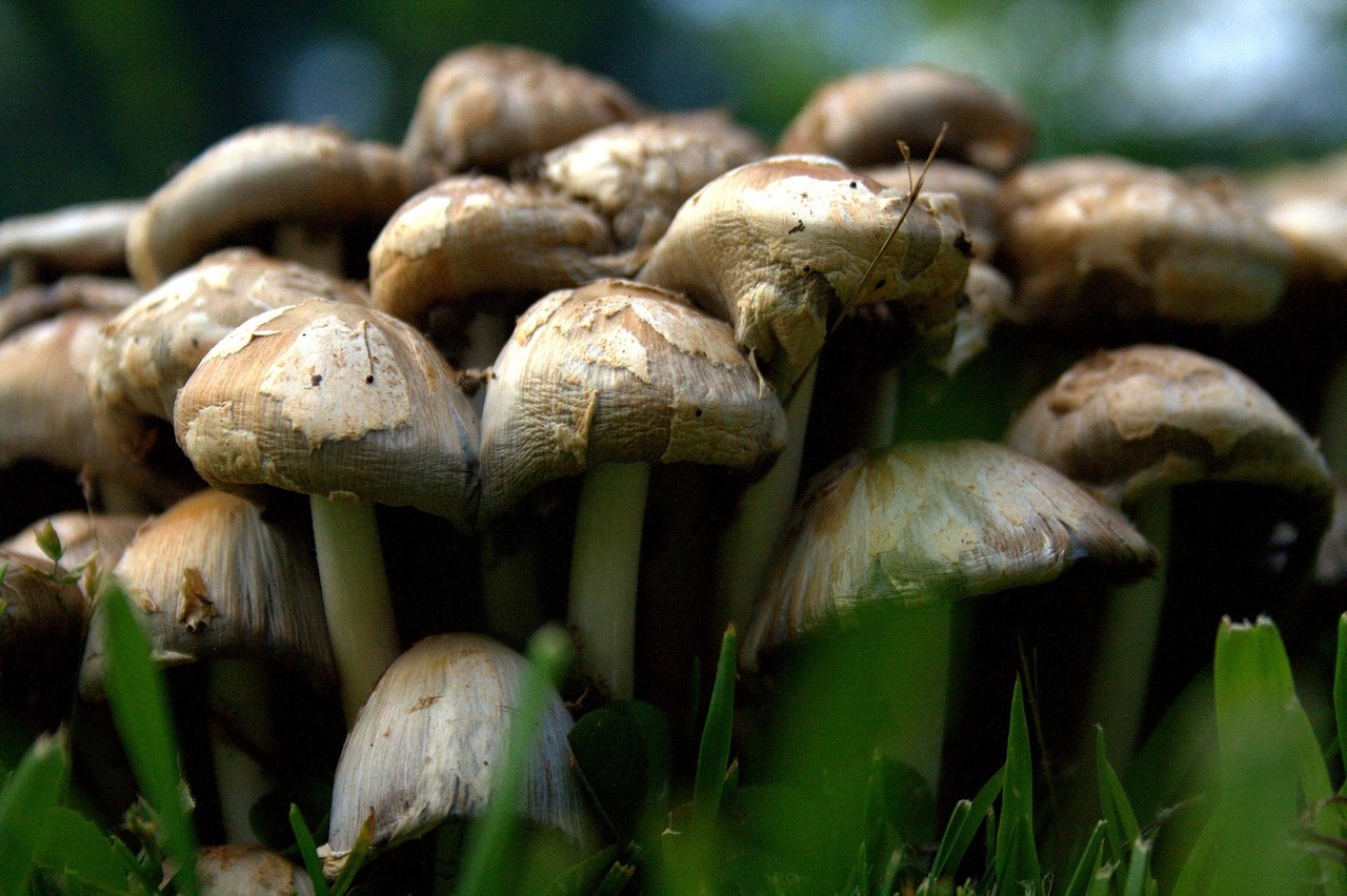 mushroom food organic free photo