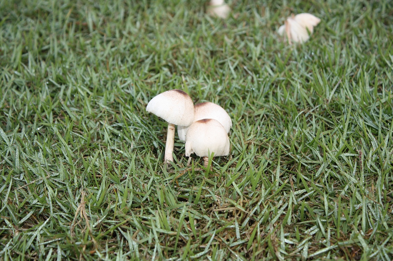 mushroom lor su dry free photo