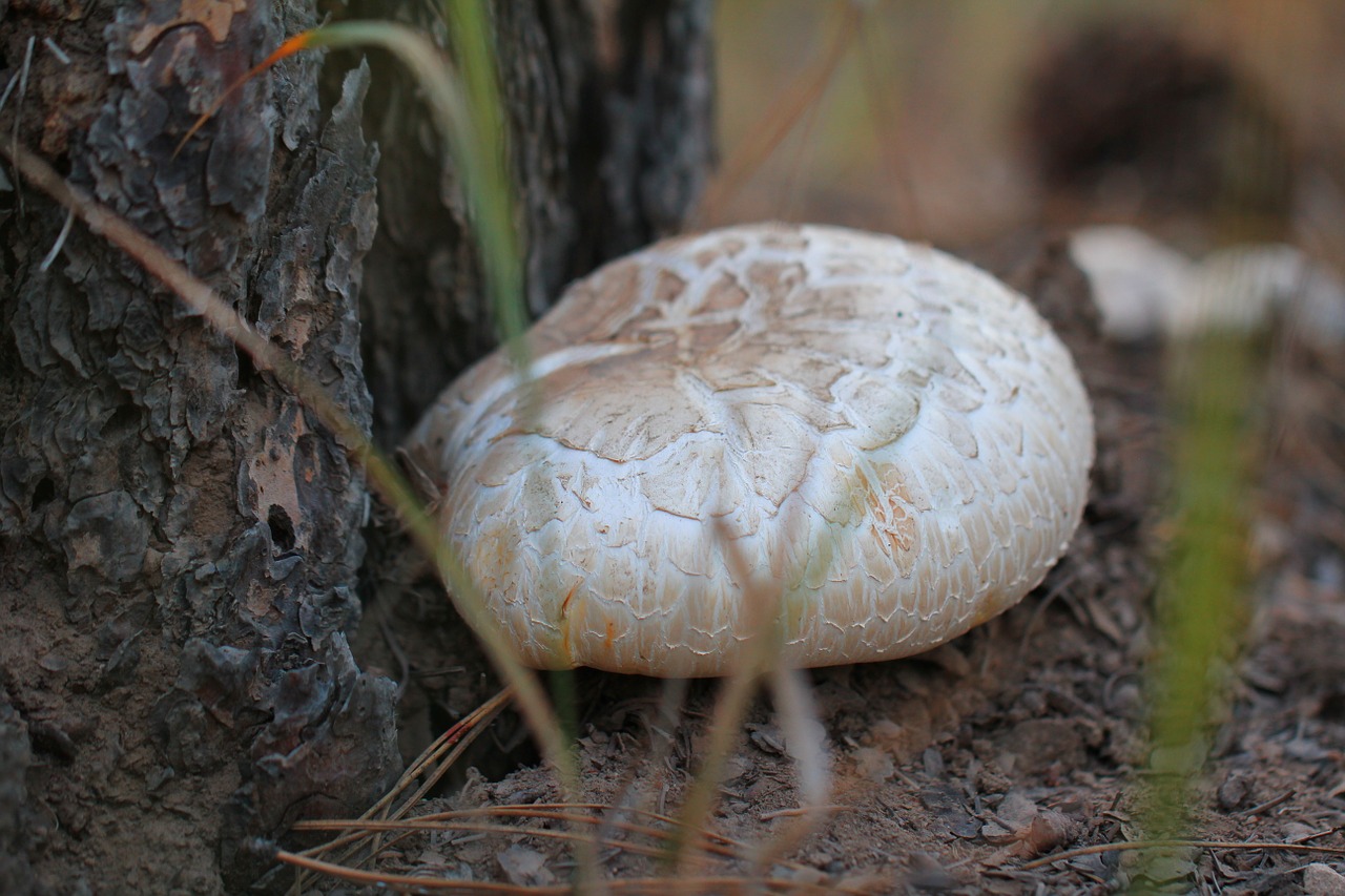 mushroom fungi fungus free photo