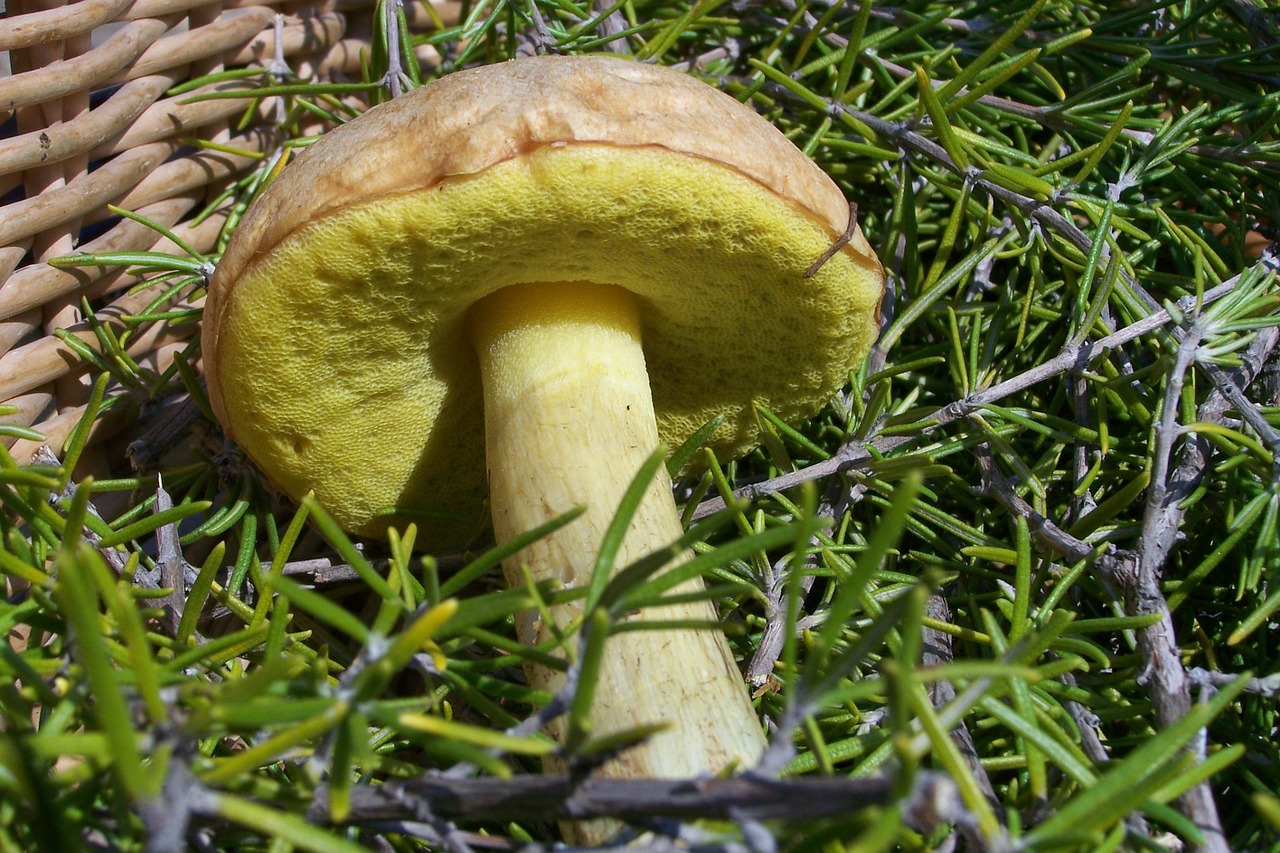 mushroom mata-relatives forest free photo