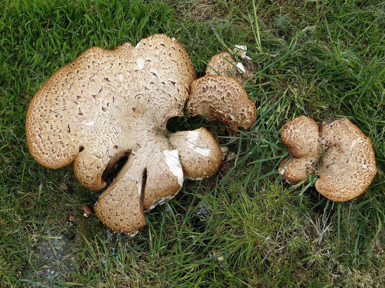mushroom parasol brown free photo