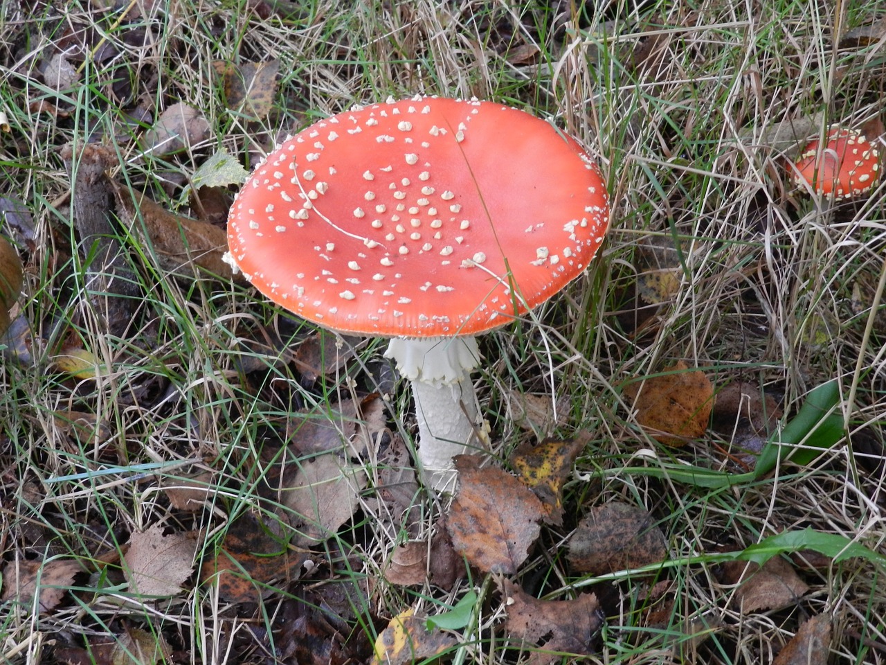 mushroom fly agaric autumn free photo