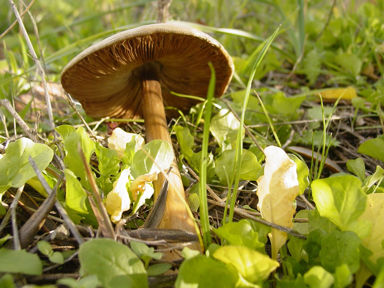 mushroom field fungus free photo