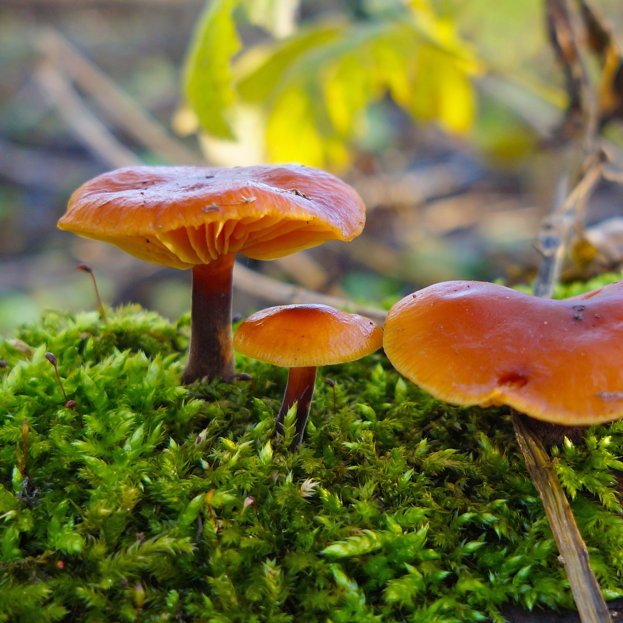 mushroom forest forest mushroom free photo