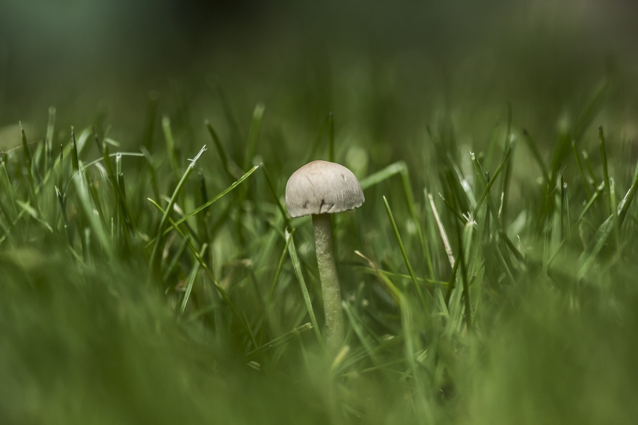 mushroom tiny green free photo