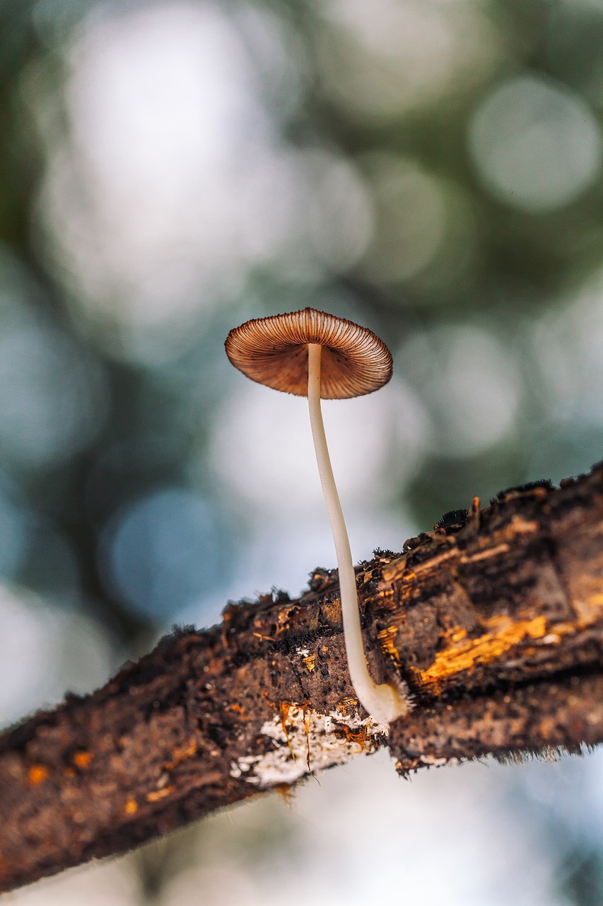 mushroom forest magic free photo