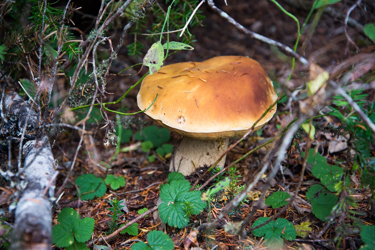 mushroom porcini king bolete free photo