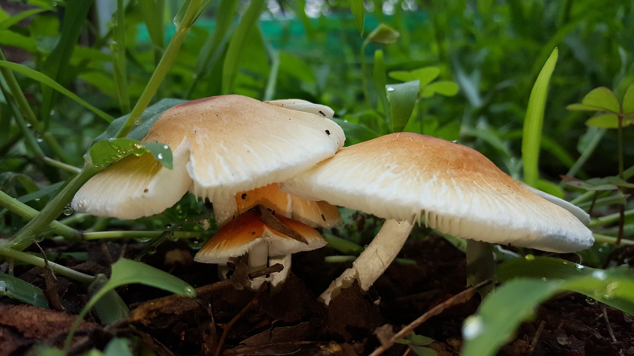 mushroom cep soil free photo