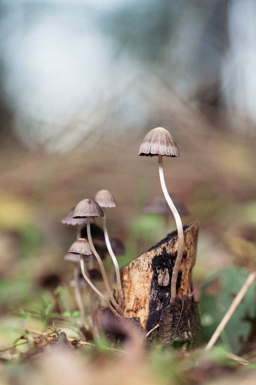 mushroom forest magic free photo