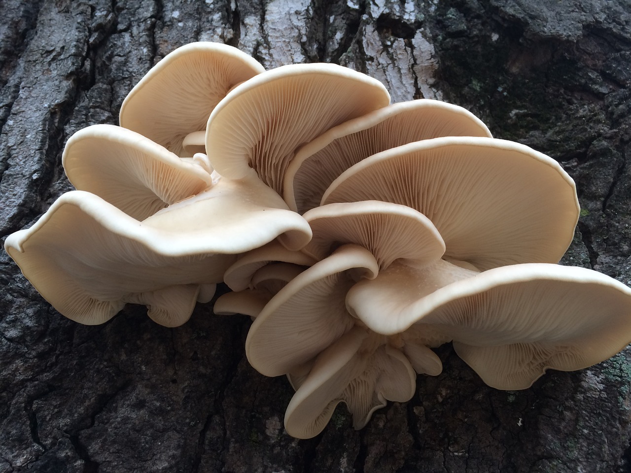 mushroom after rain old oak tree with fungi free photo