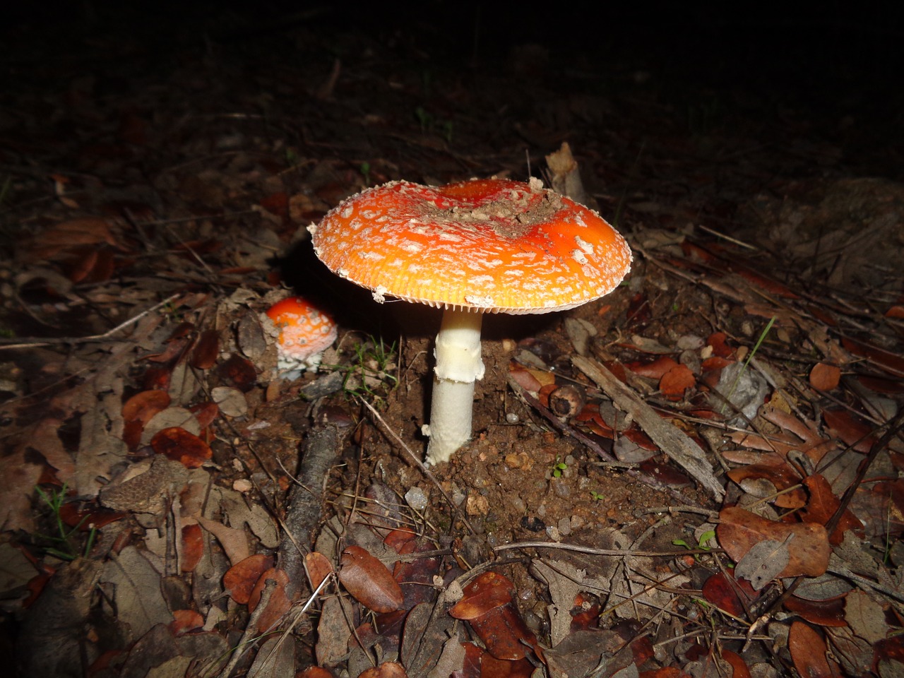 mushroom autumn forest free photo