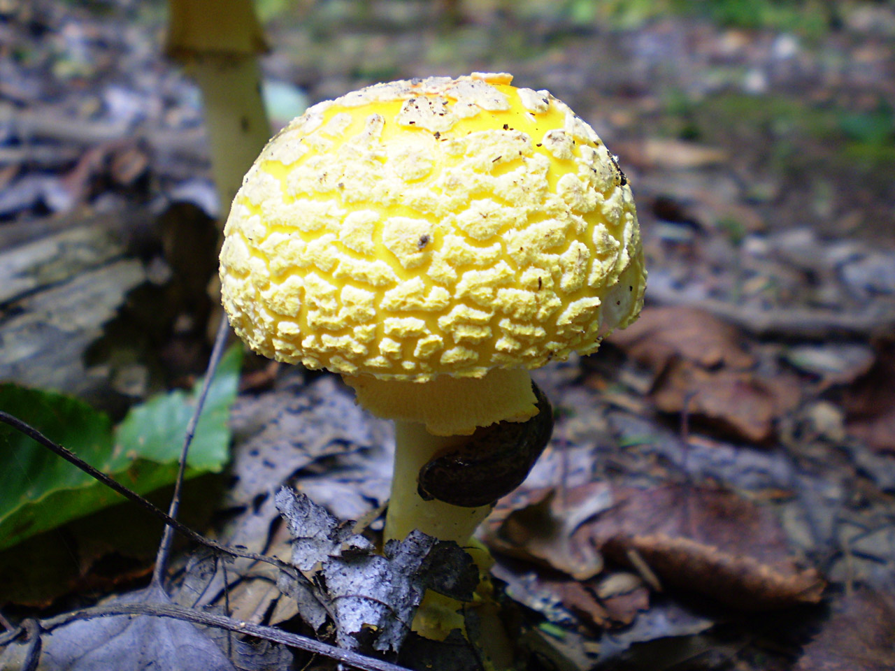 mushroom yellow mushroom free photo