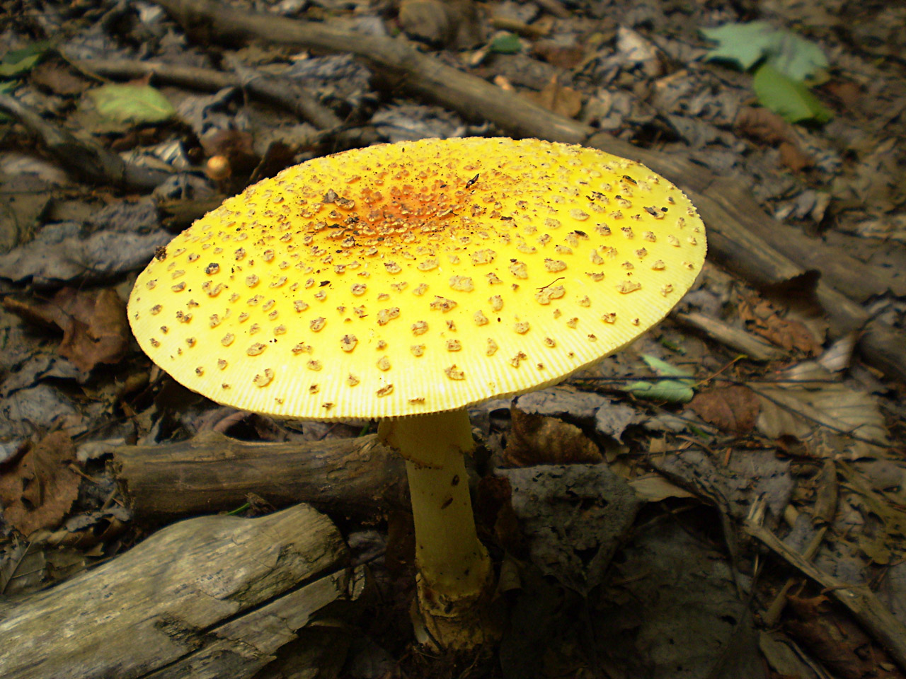 mushroom wood autumn free photo