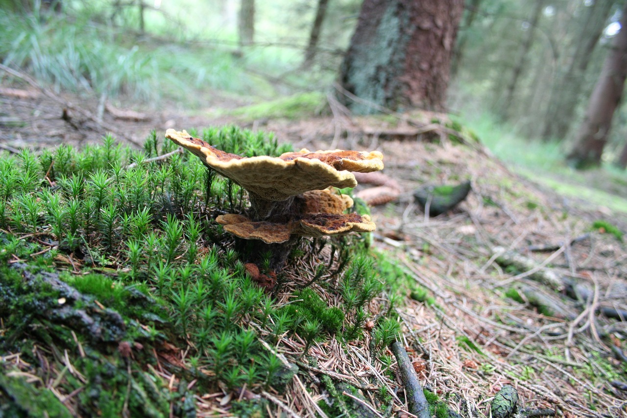 mushroom nature autumn free photo