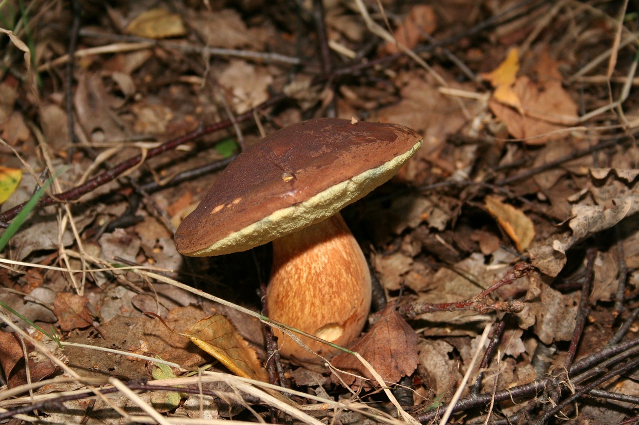 mushroom nature autumn free photo