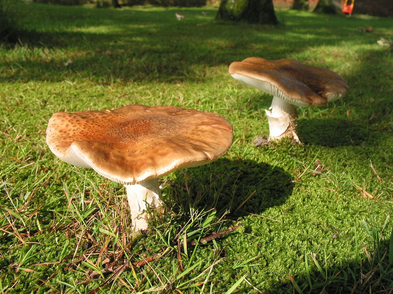mushroom nature autumn free photo