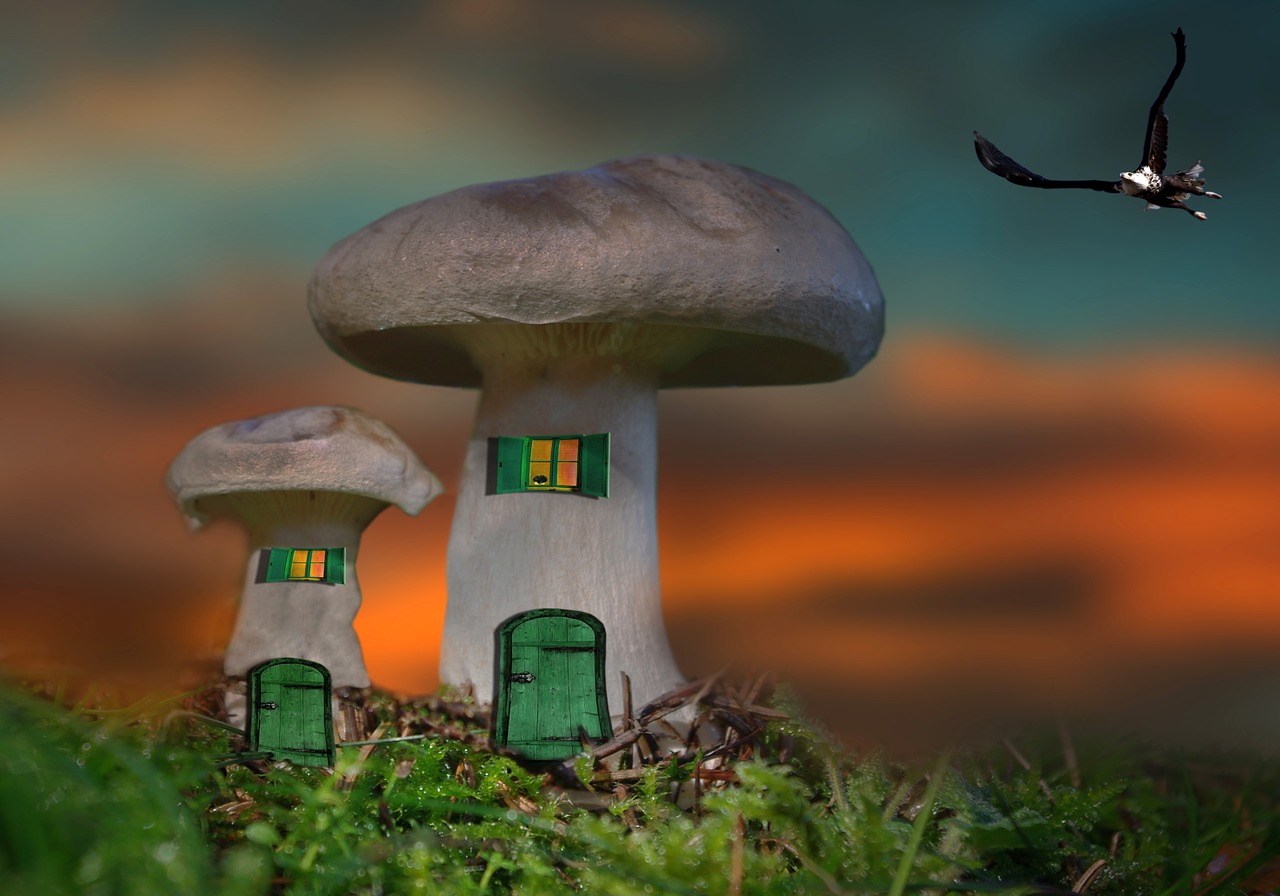 mushroom home mushroom house free photo