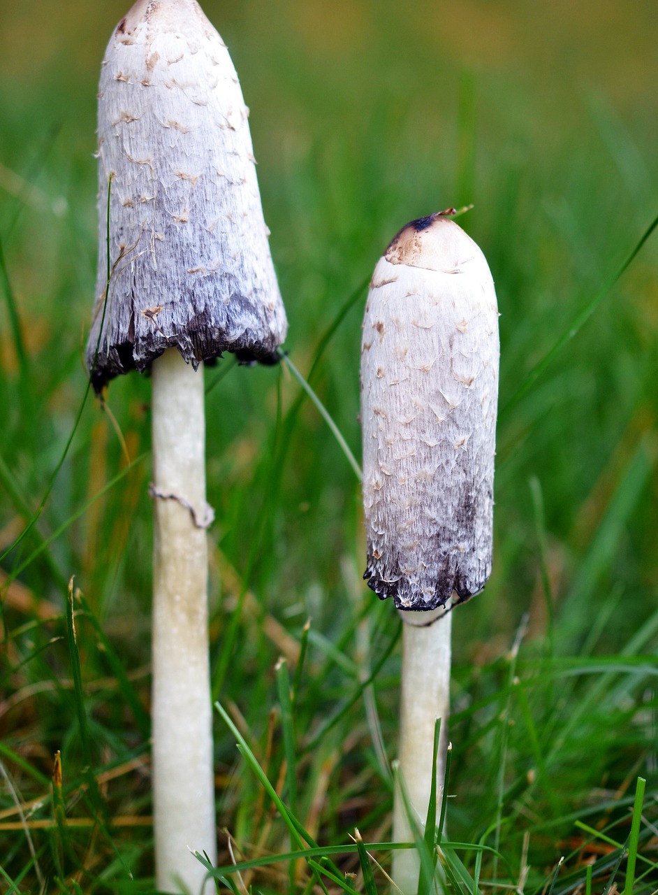 mushroom grass nature free photo