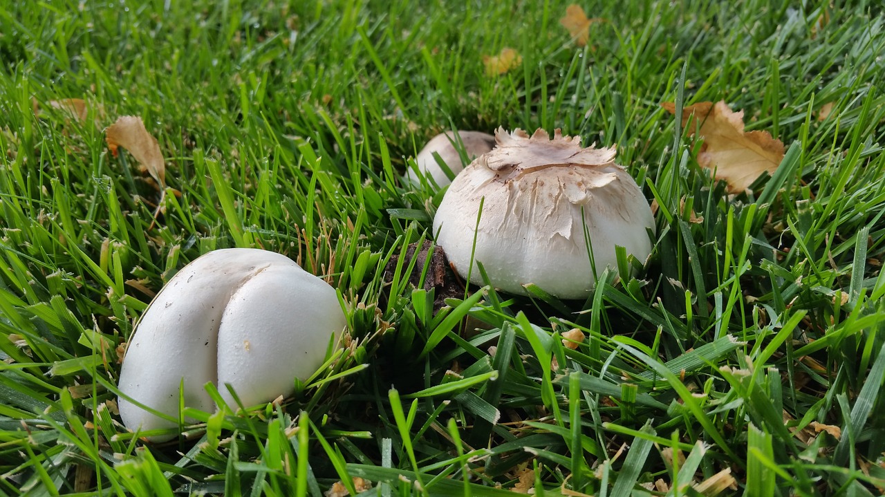 mushroom fungus nature free photo