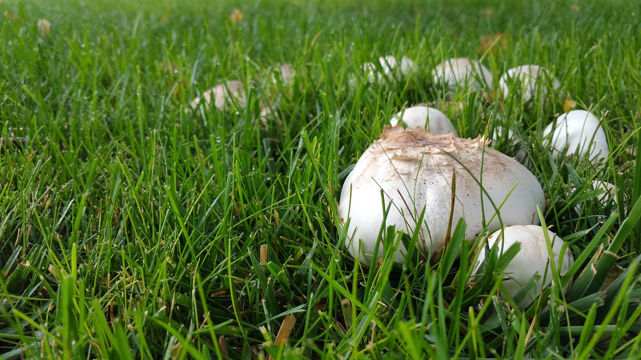 mushroom nature fungus free photo